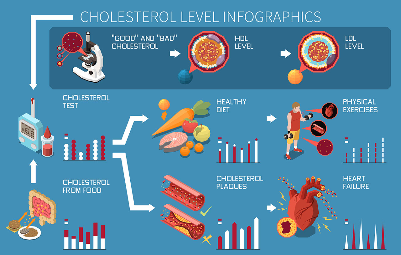 Infographic rol cholesterol.
