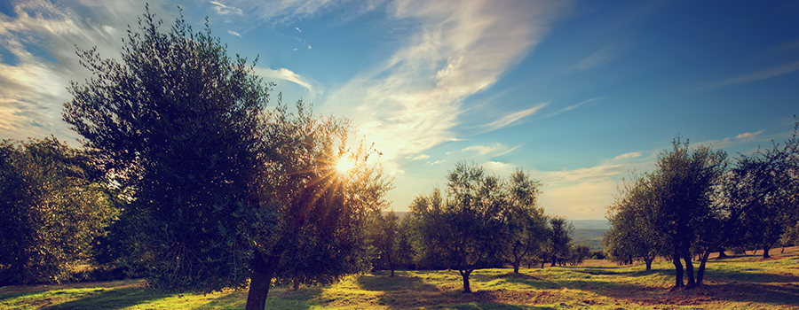 Vysazené olivovníky Vysazené olivovníky