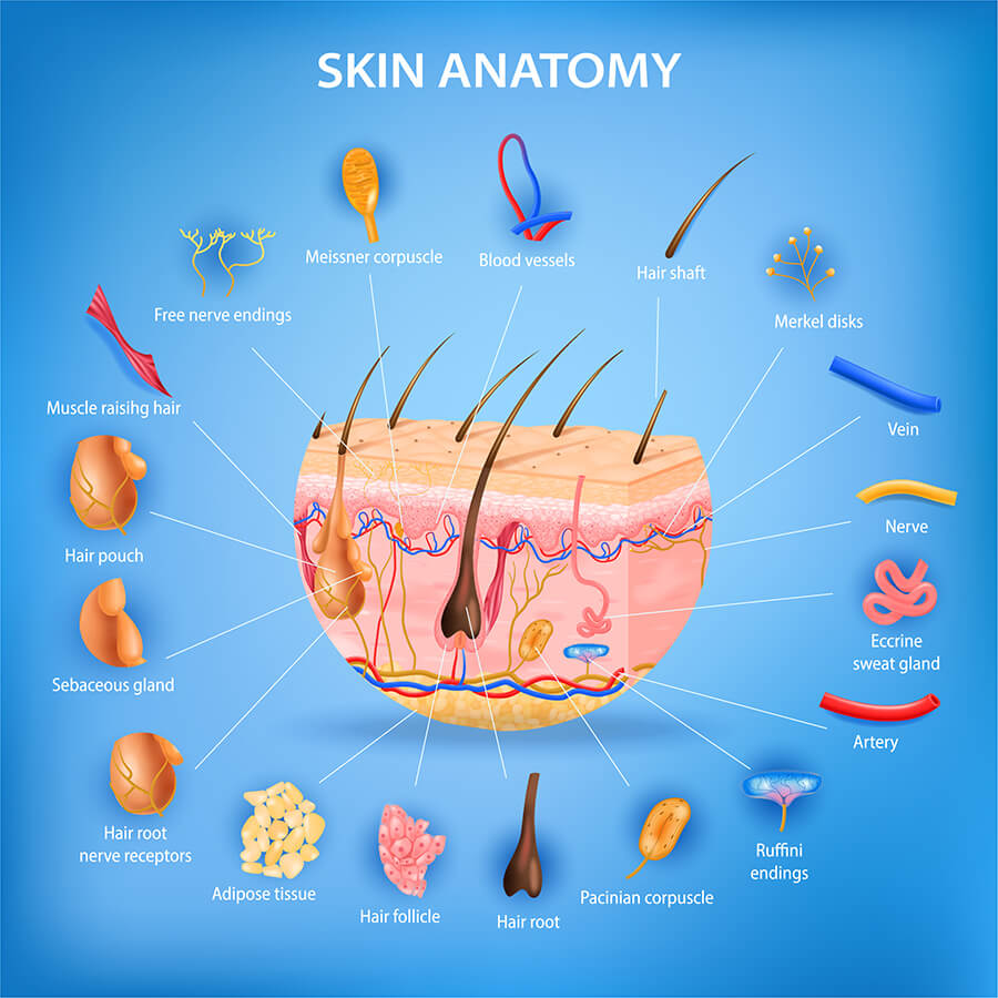 Realistic skin anatomy