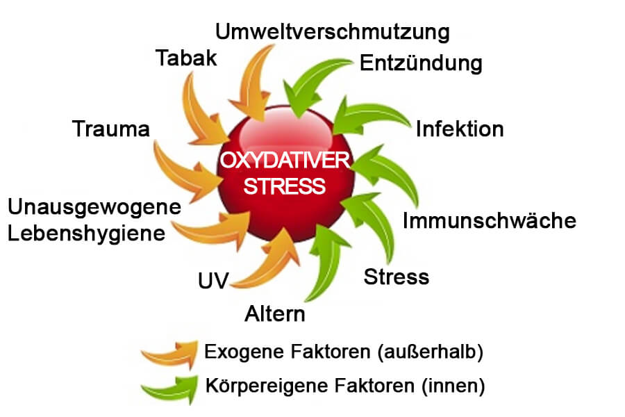 C60-France Antioxidativer oxidativer Stress