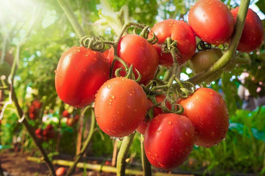 C60-France-Antioxydant-tomate-tomato-sauce-lycopene