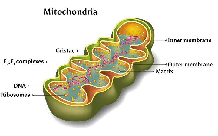mitochondria