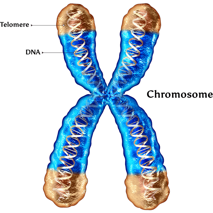 telomeres-chromosome