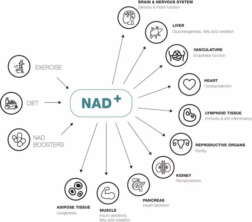 nad+ features benefits