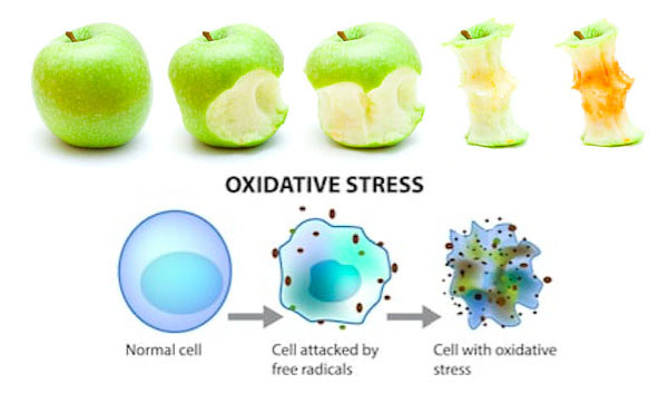 C60 tegen oxidatieve stress