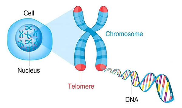 1-Telomere-Chromosome-DNA