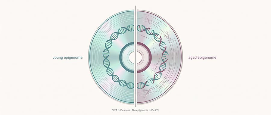 David Sinclair NMN theory illustrated — scratched CD representing epigenetic information loss in ageing cells