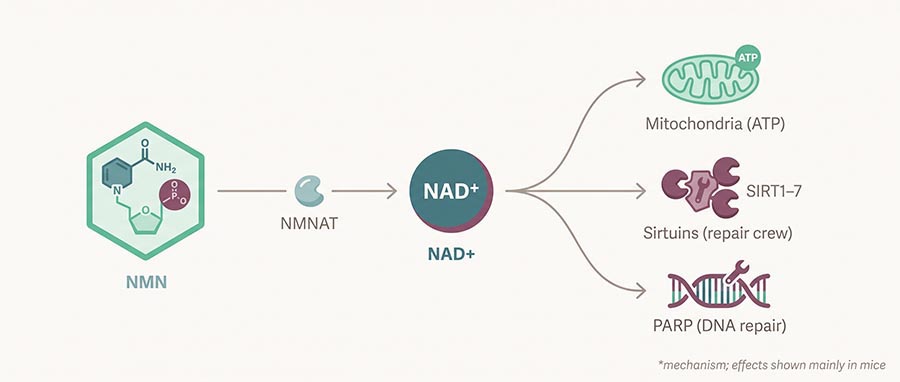 NAD+ precursor pathway infographic — NMN converted to NAD+ fuelling sirtuins, mitochondria and DNA repair