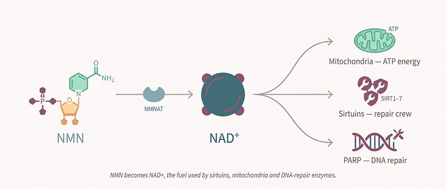 Schéma des bienfaits du NMN : le nicotinamide mononucléotide converti en NAD+, qui alimente les sirtuines, les mitochondries et la réparation de l'ADN