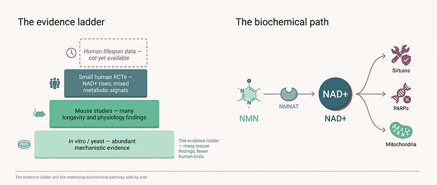 Infographie de l'échelle des preuves sur le nicotinamide mononucléotide distinguant les études NMN sur la levure, la souris et l'humain