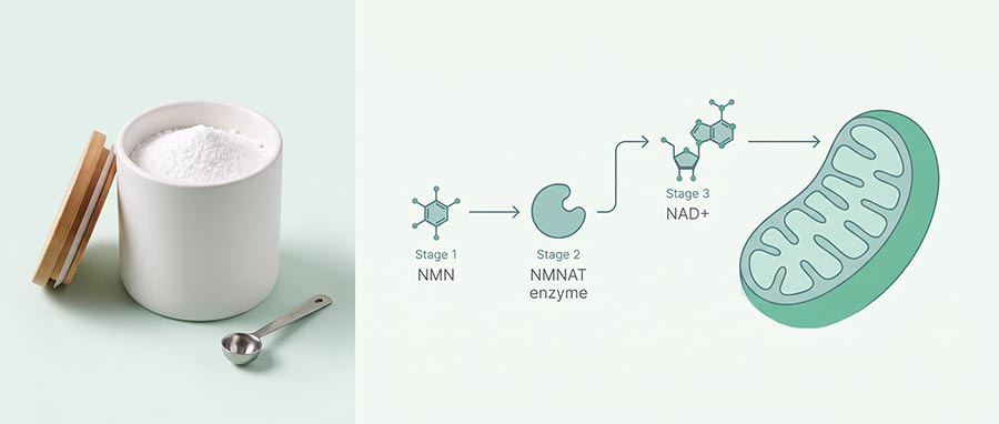 NMN dosage diagram showing the nicotinamide mononucleotide to NAD+ conversion pathway in the cell