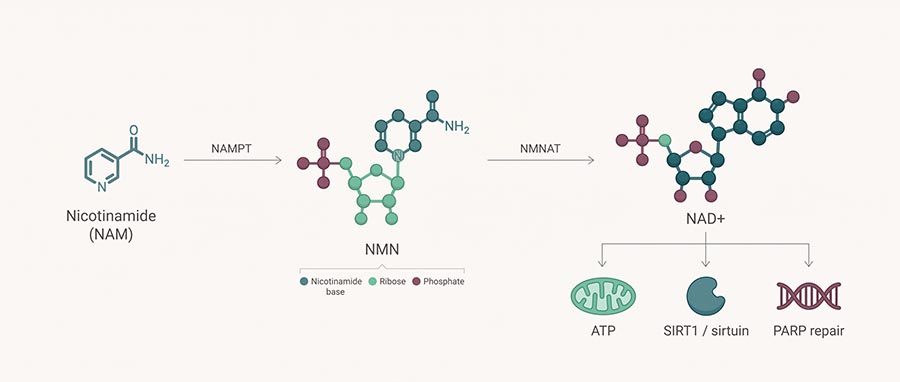 Nicotinamide mononucleotide NMN to NAD+ biosynthesis pathway diagram showing NAMPT and NMNAT enzymes