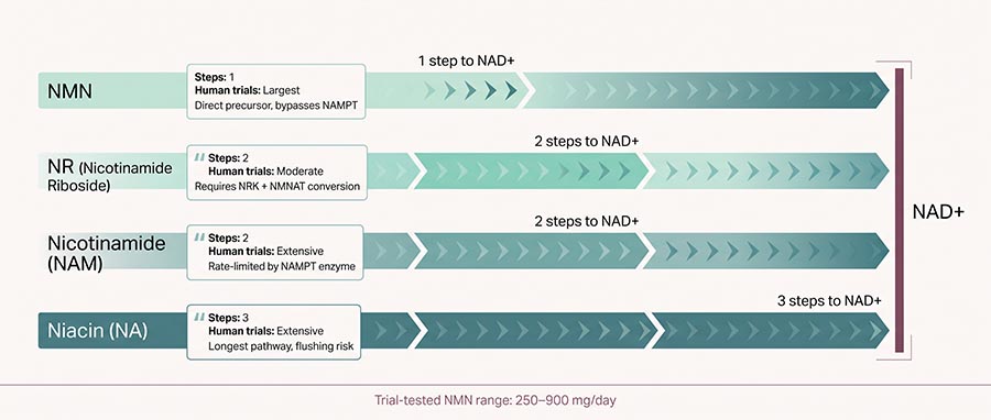 NAD+ precursor comparison infographic showing nicotinamide mononucleotide versus nicotinamide riboside and niacin