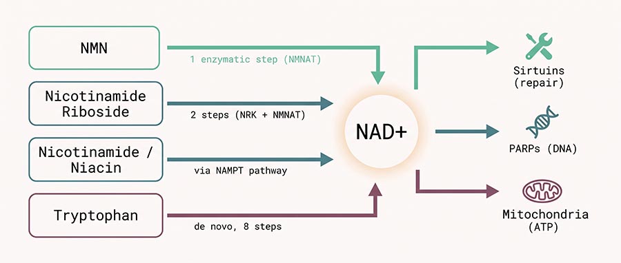 A NAD+-prekurzorok útvonalait bemutató infografika, amely összehasonlítja az NMN, a nikotinamid-ribozid, a nikotinamid és a triptofán útját a NAD+-szintig
