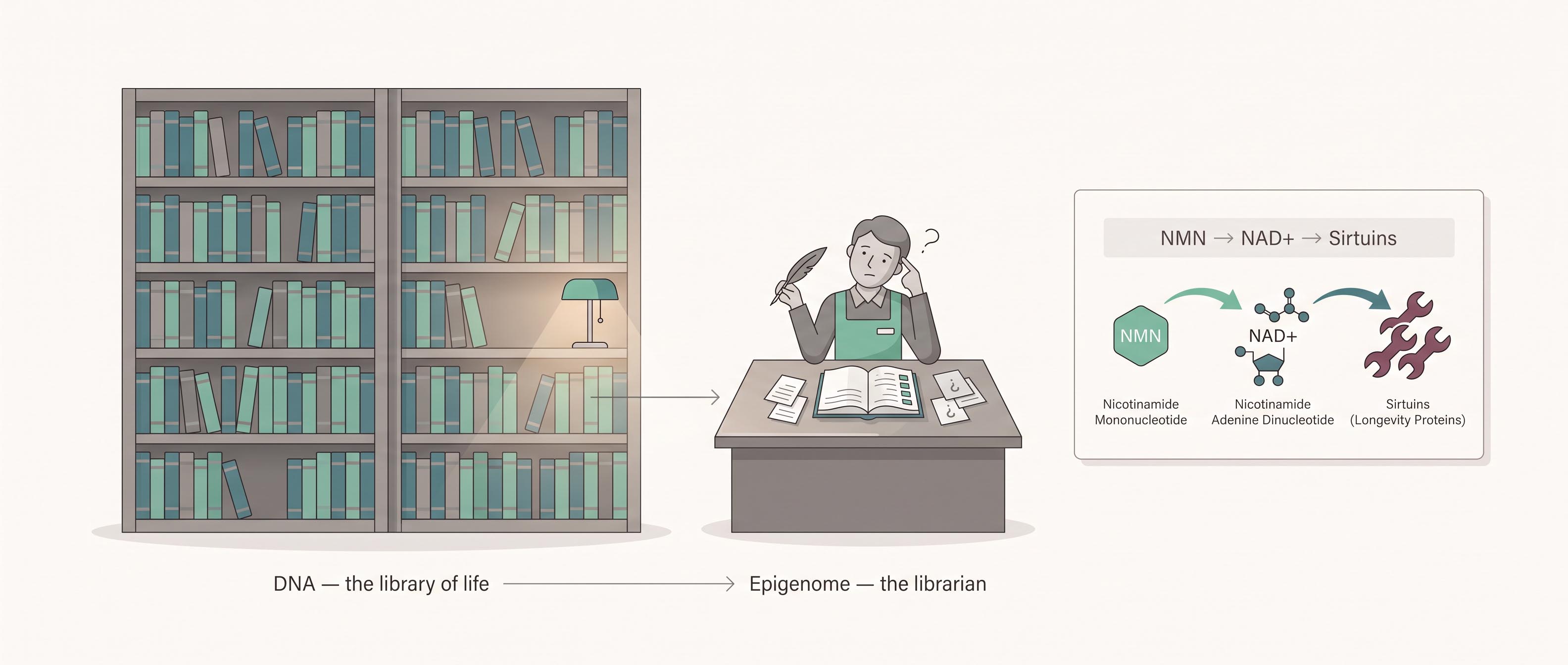 Information theory of aging illustrated as a library: DNA as books, the epigenome as the librarian, NAD+ precursor and sirtuins
