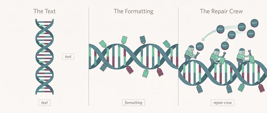 Lifespan David Sinclair teoria dell'informazione dell'invecchiamento illustrata: DNA, marcatori epigenetici e sirtuine