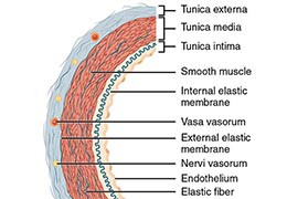 Kollagen, Cholesterin und Tunica Intima : Der Zusammenhang und seine Auswirkungen